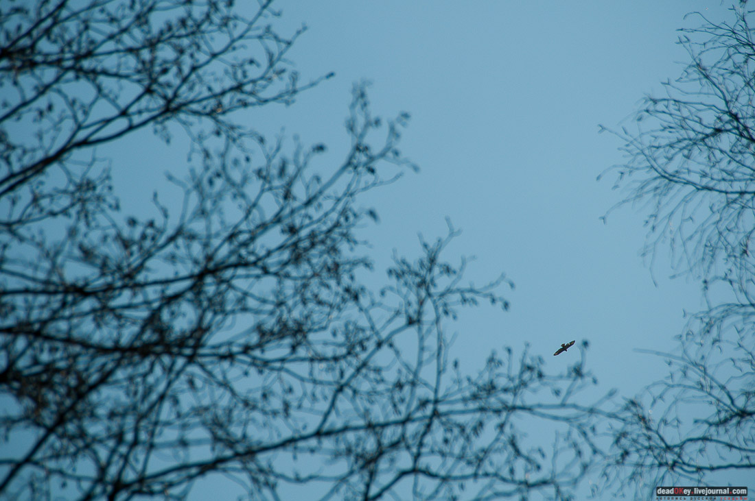 усадьба Савинское (исследование масонского парка)