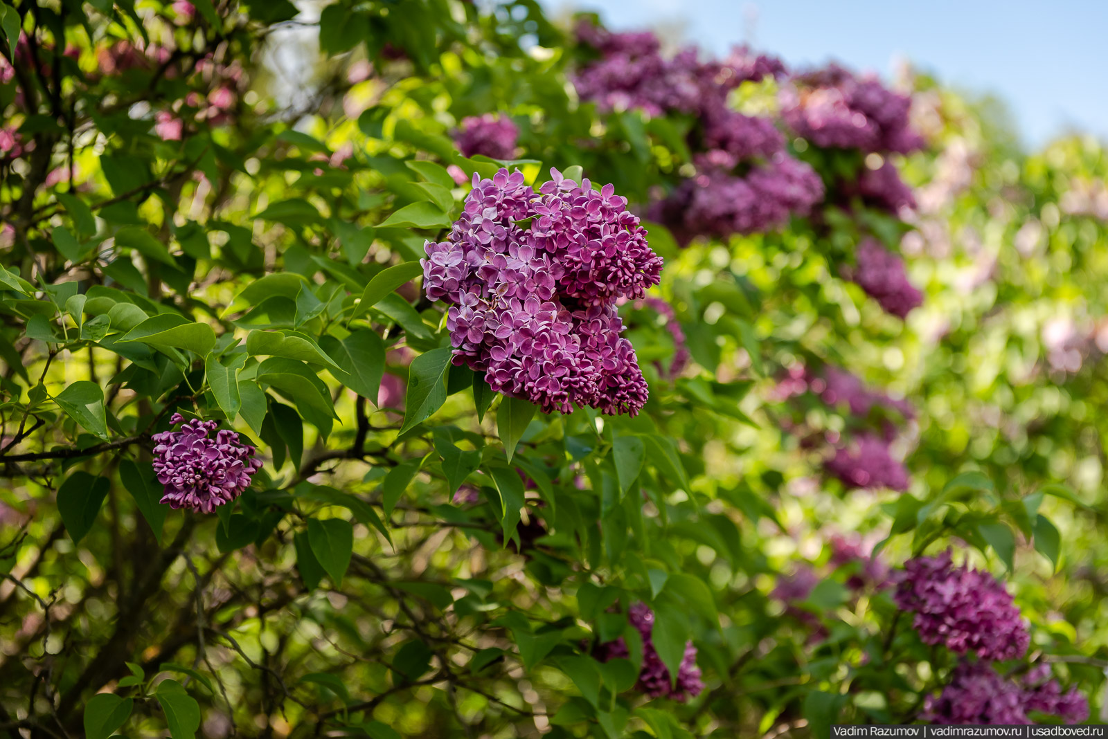 Мещерский дендрарий, ЛОСС, усадьба Барсуково, цветение сирени, Липецкая области