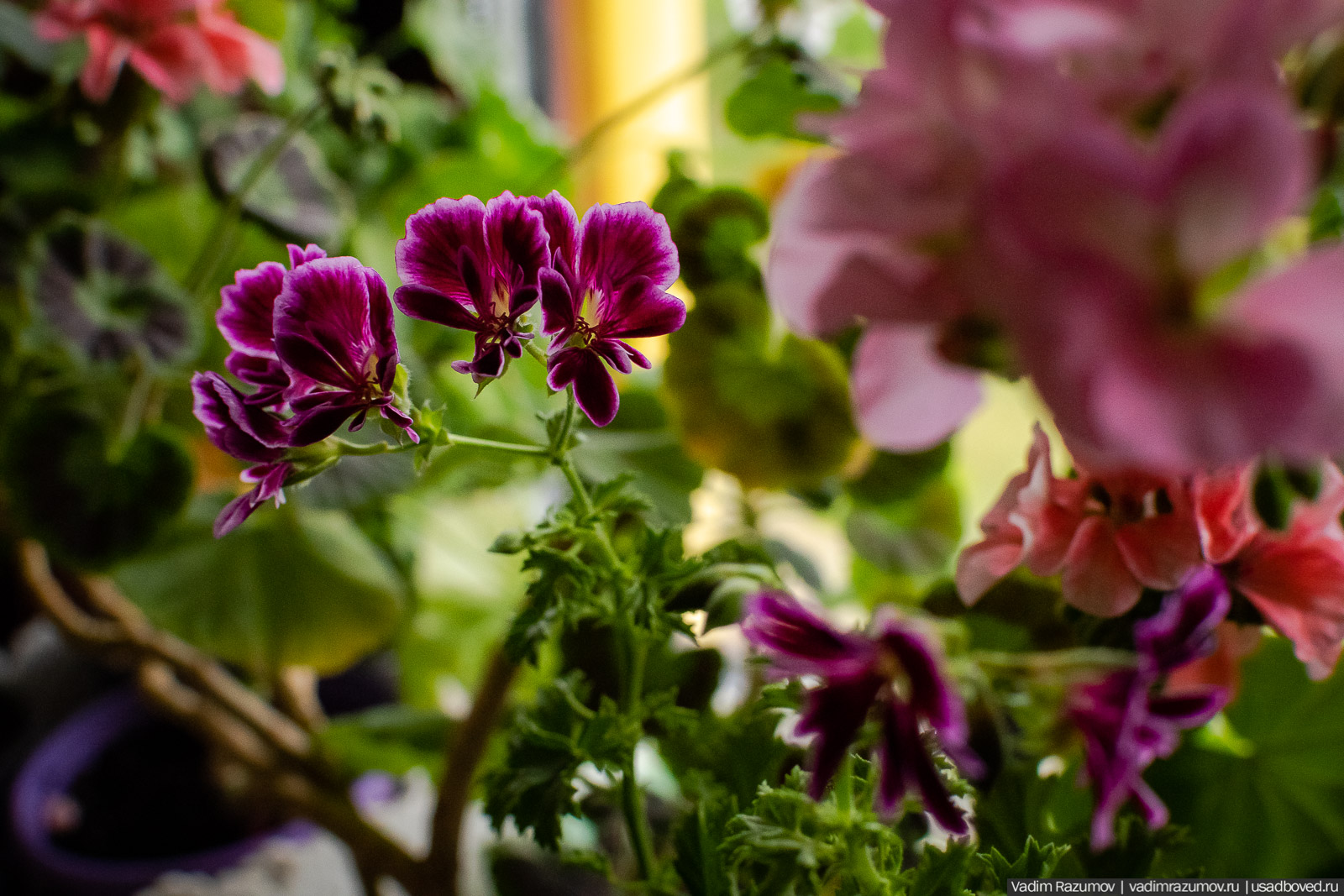 Пеларгония, герань, Вадим Разумов