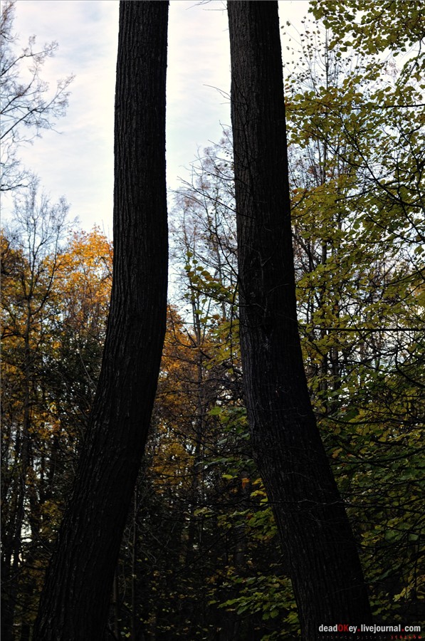 усадьба Петровское-Разумовское