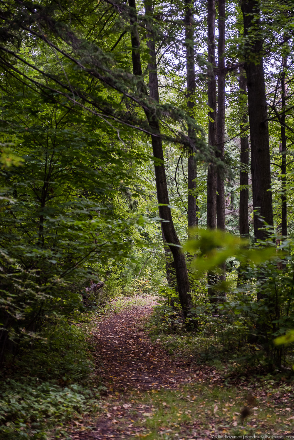 усадьба Никольское-Обольяниново, Усадебные волонтеры, субботник 17 августа 2019 года