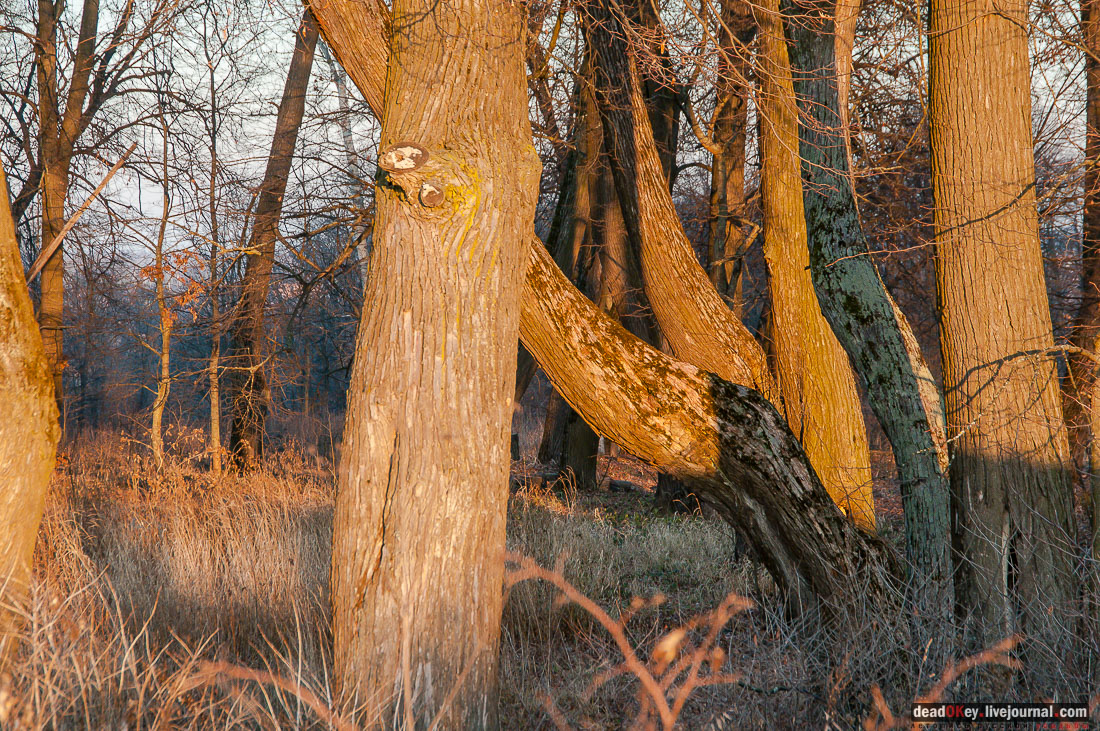 Усадьба Софрино