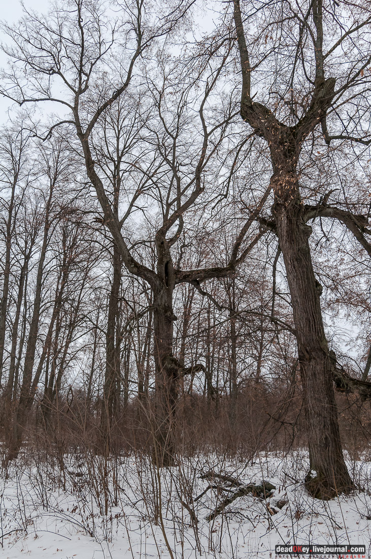 усадьба Репец