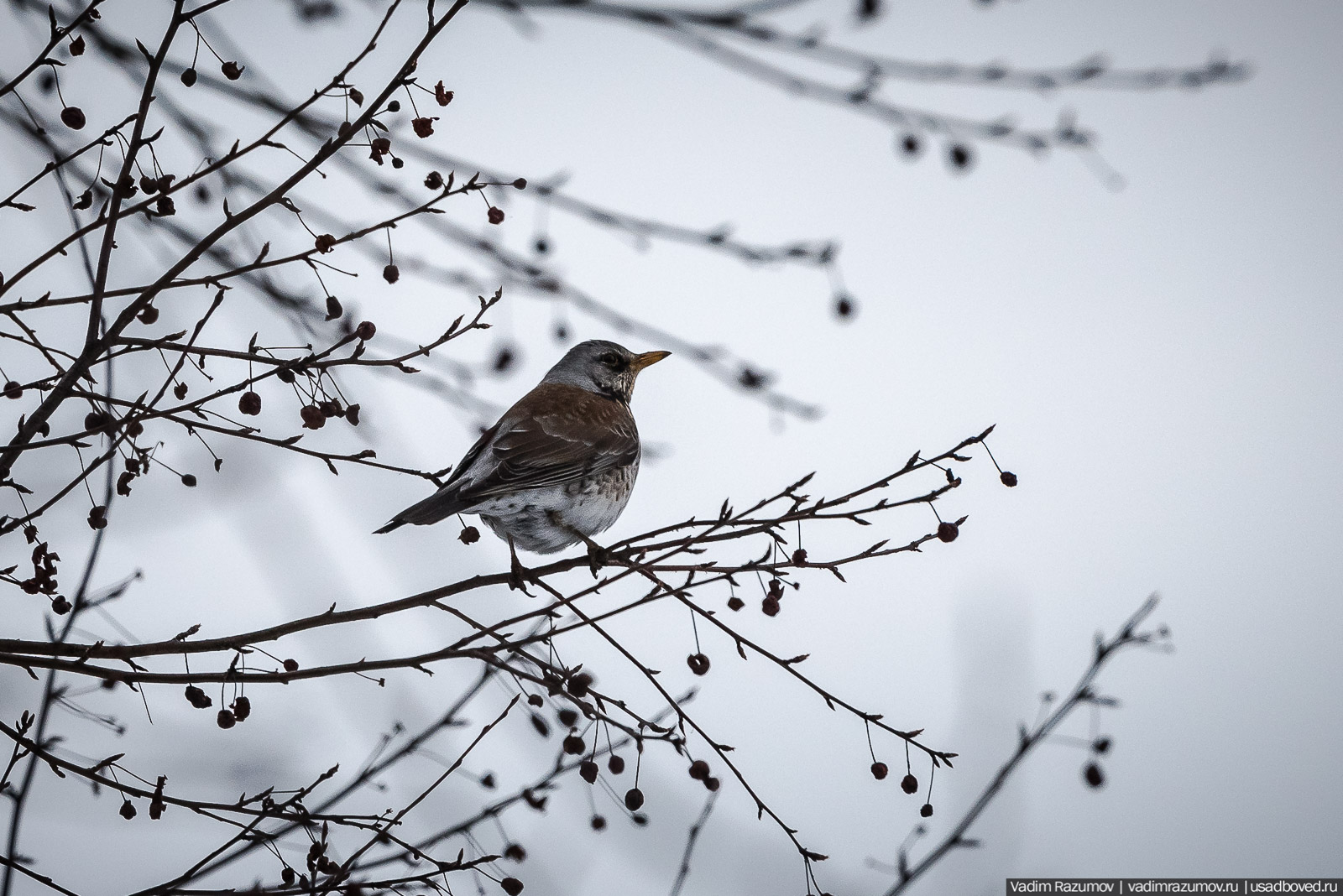 Птицы, парки, синички, снегири
