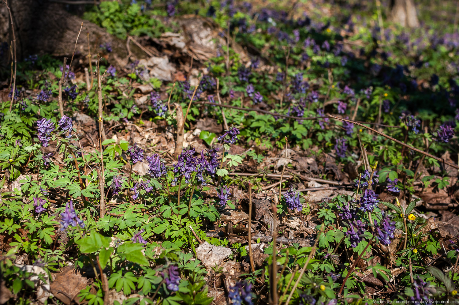 Богородицк, Тульская область, цветение подснежников, хохлатка