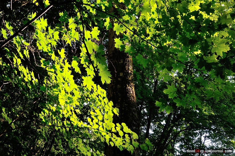 усадьба Шишкино