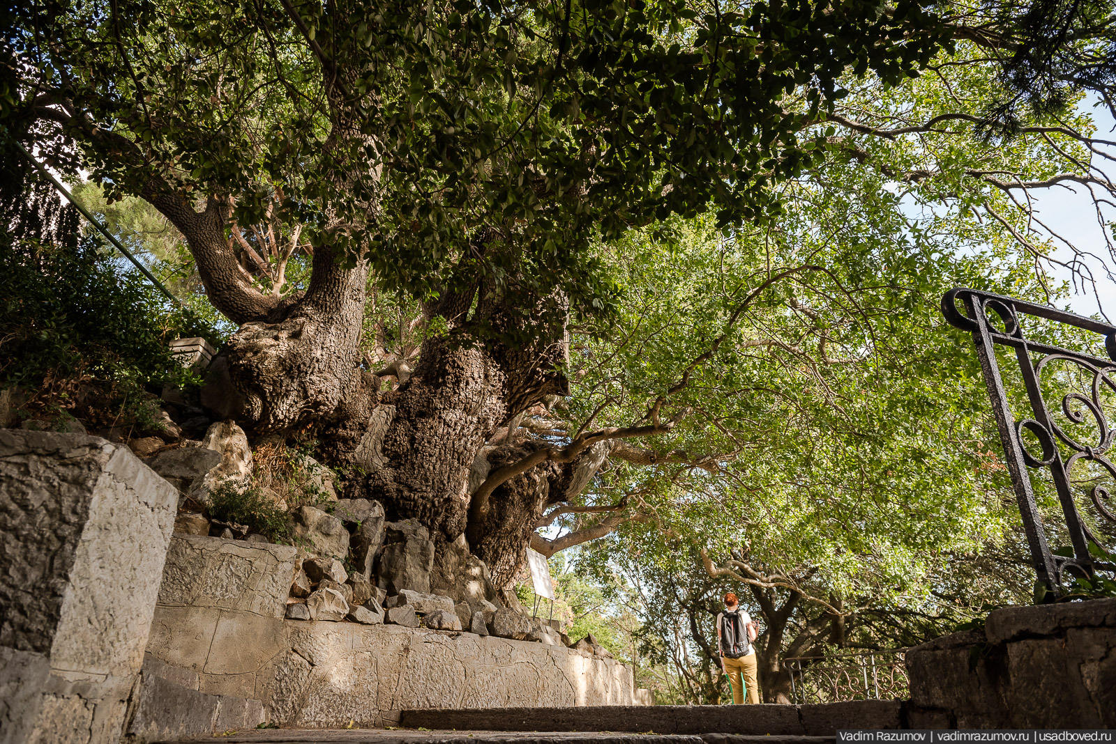 Никитский ботанический сад