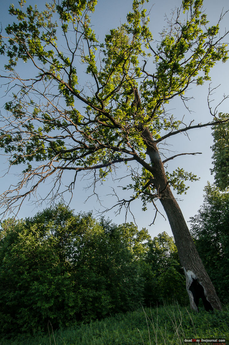 Пейзажный парк в усадьбе Гребнево