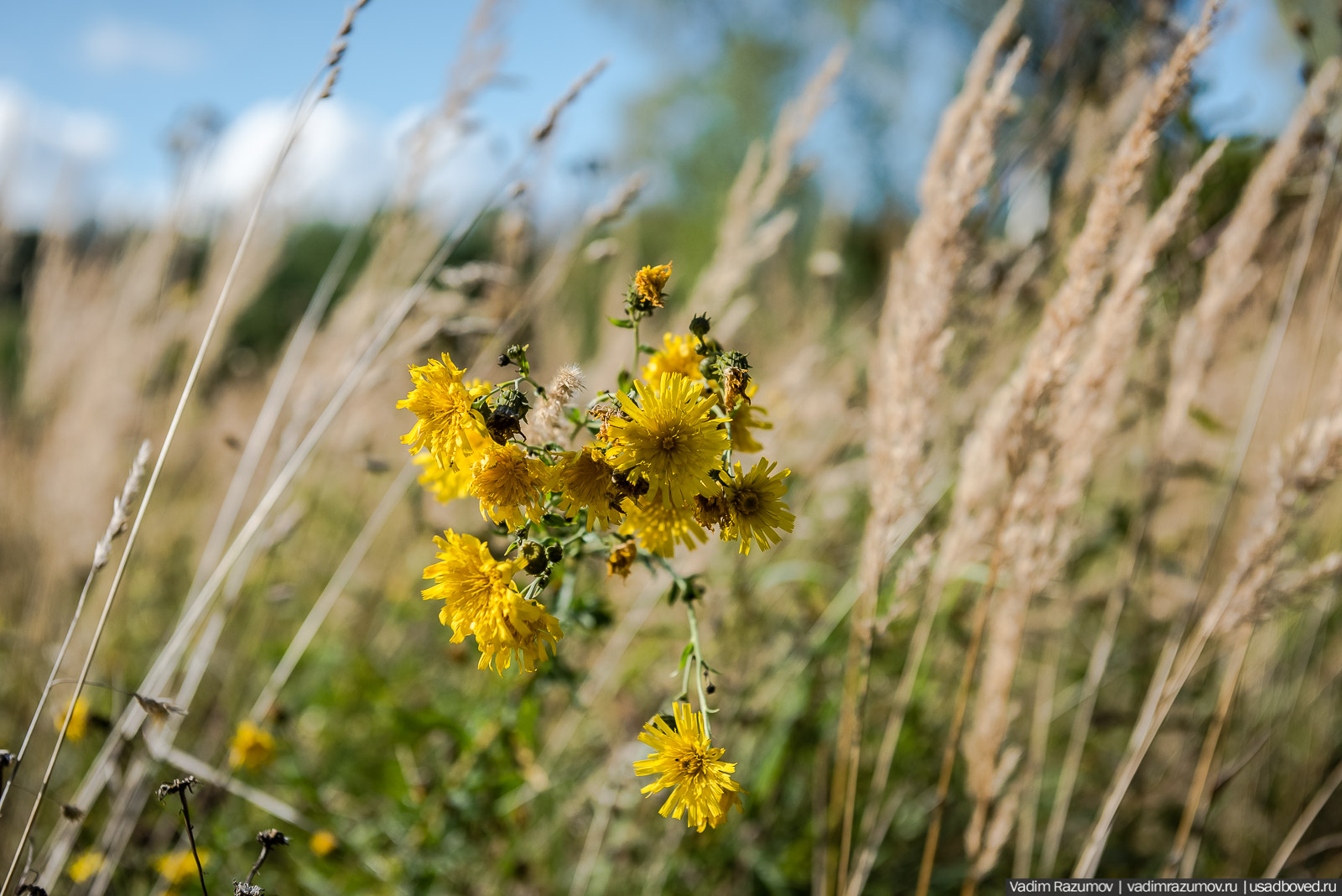 Городище Луковня, Подольское море