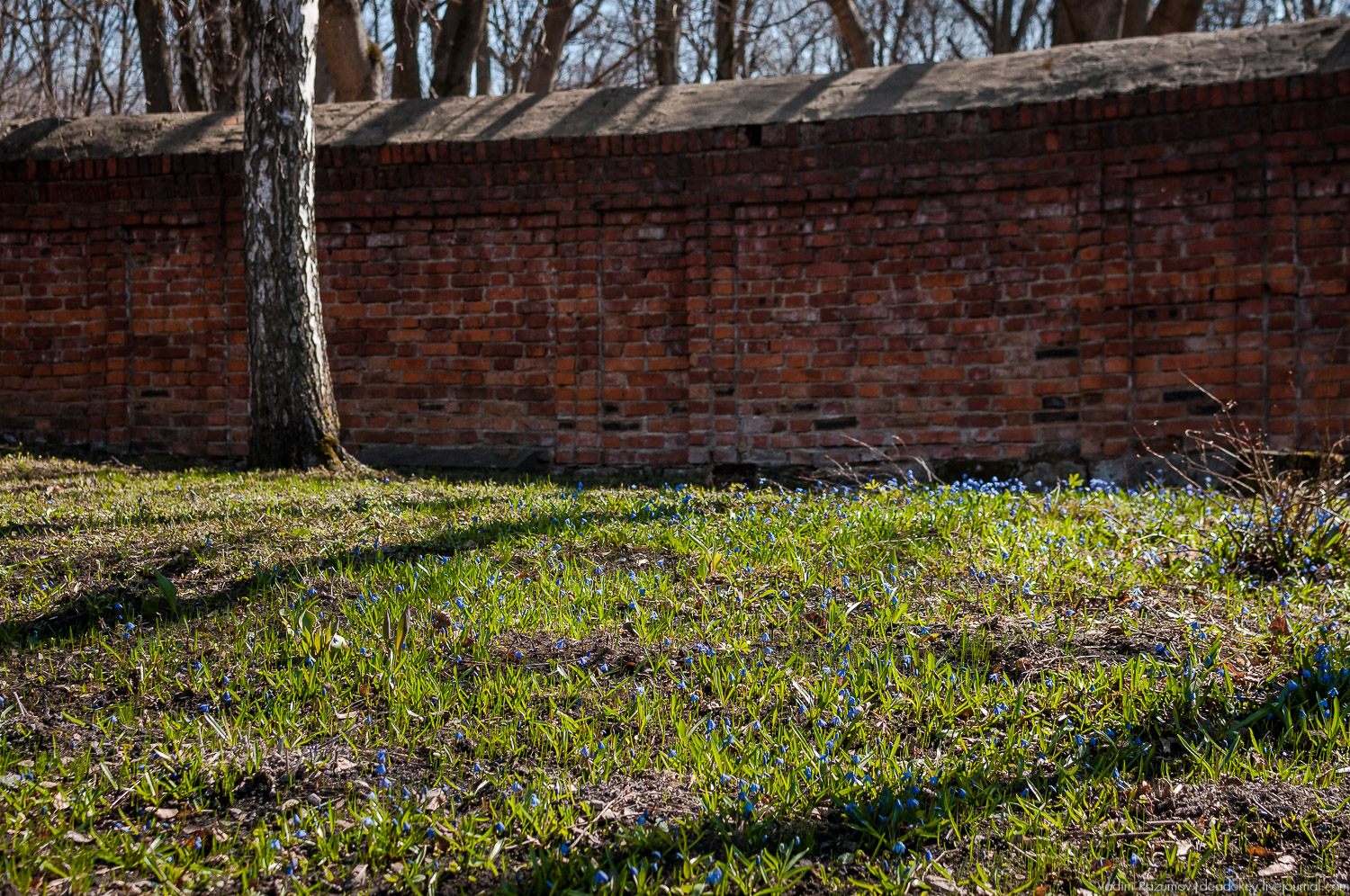 Богородицк, Тульская область, цветение подснежников, хохлатка
