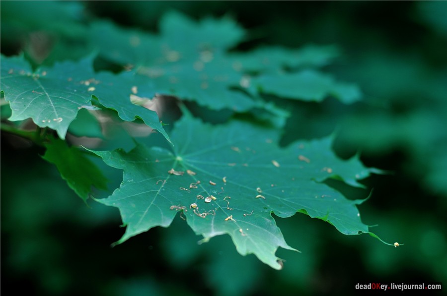 усадьба Образцово