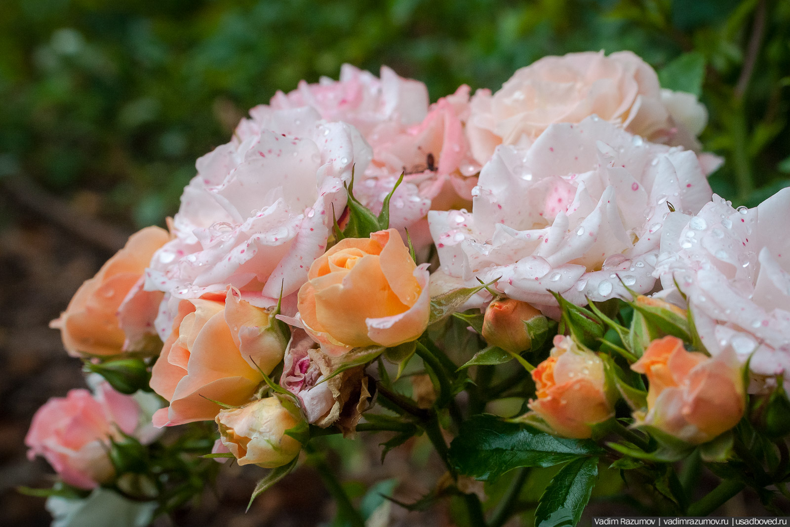 усадьба Марьино Строгановых, розарий, розы, сад