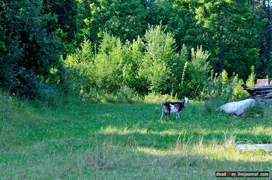 усадьба Шишкино