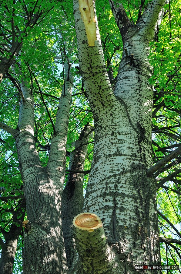 усадьба Троицкое