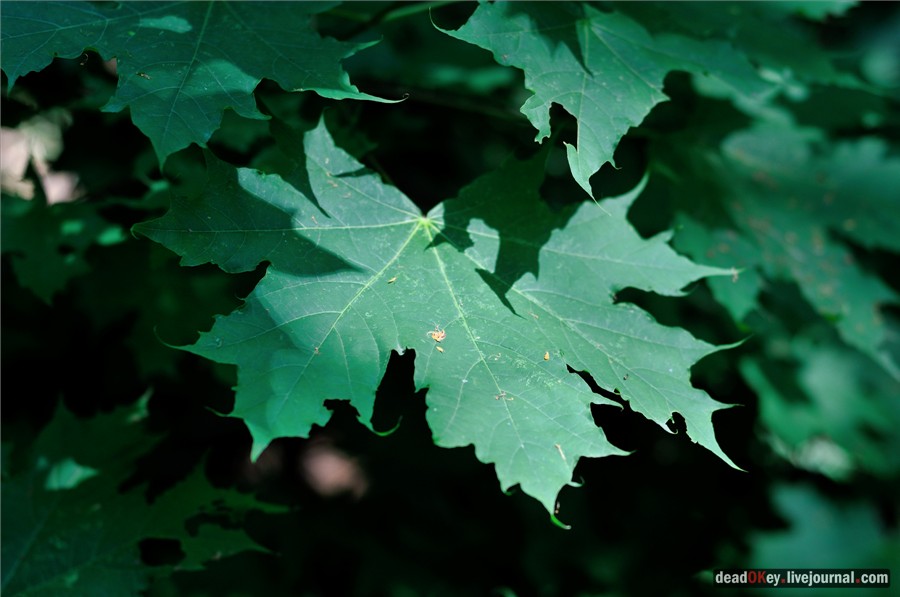 усадьба Образцово