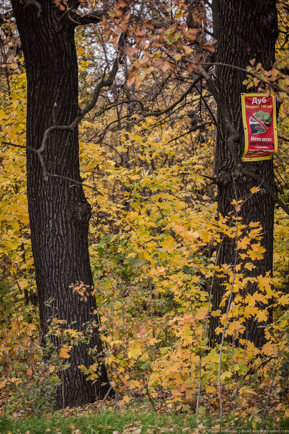 усадьба Кусково, осень 2018 года
