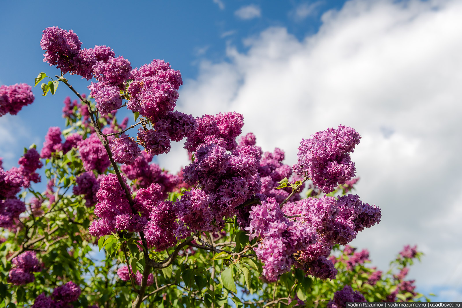 Мещерский дендрарий, ЛОСС, усадьба Барсуково, цветение сирени, Липецкая области