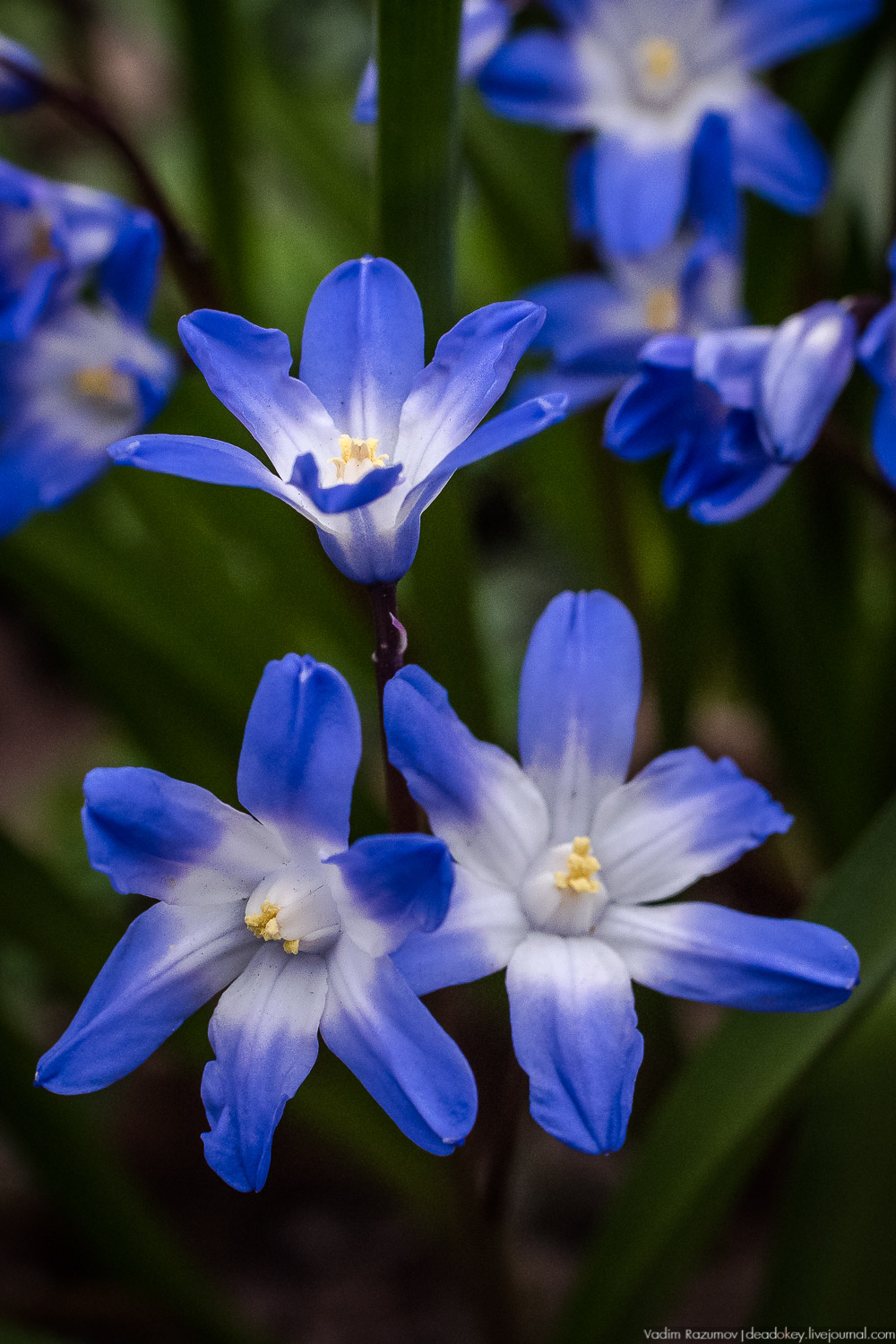 Продснежники в Аптекарском огороде