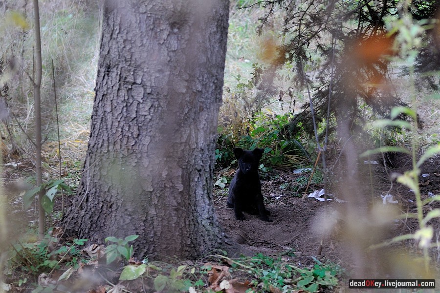 усадьба Глинки