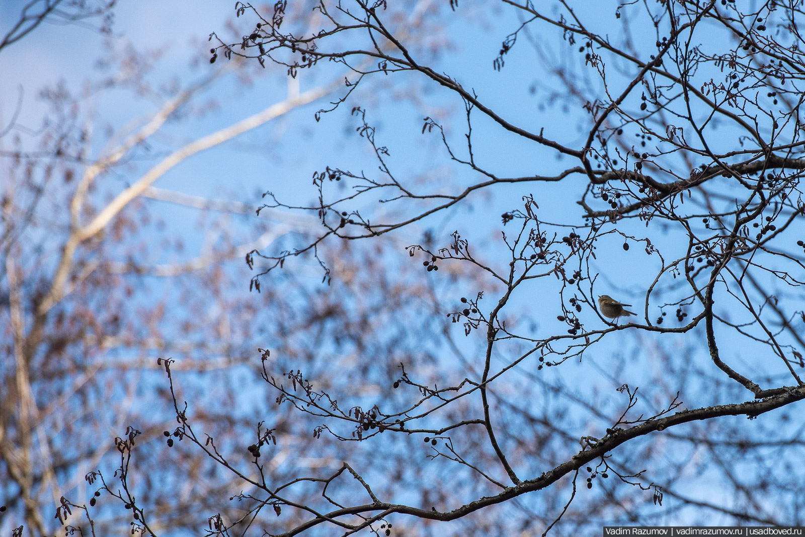 Птицы, парки, синички, снегири