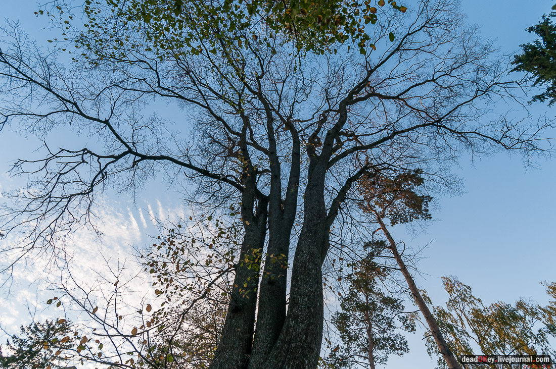усадьба Бергов