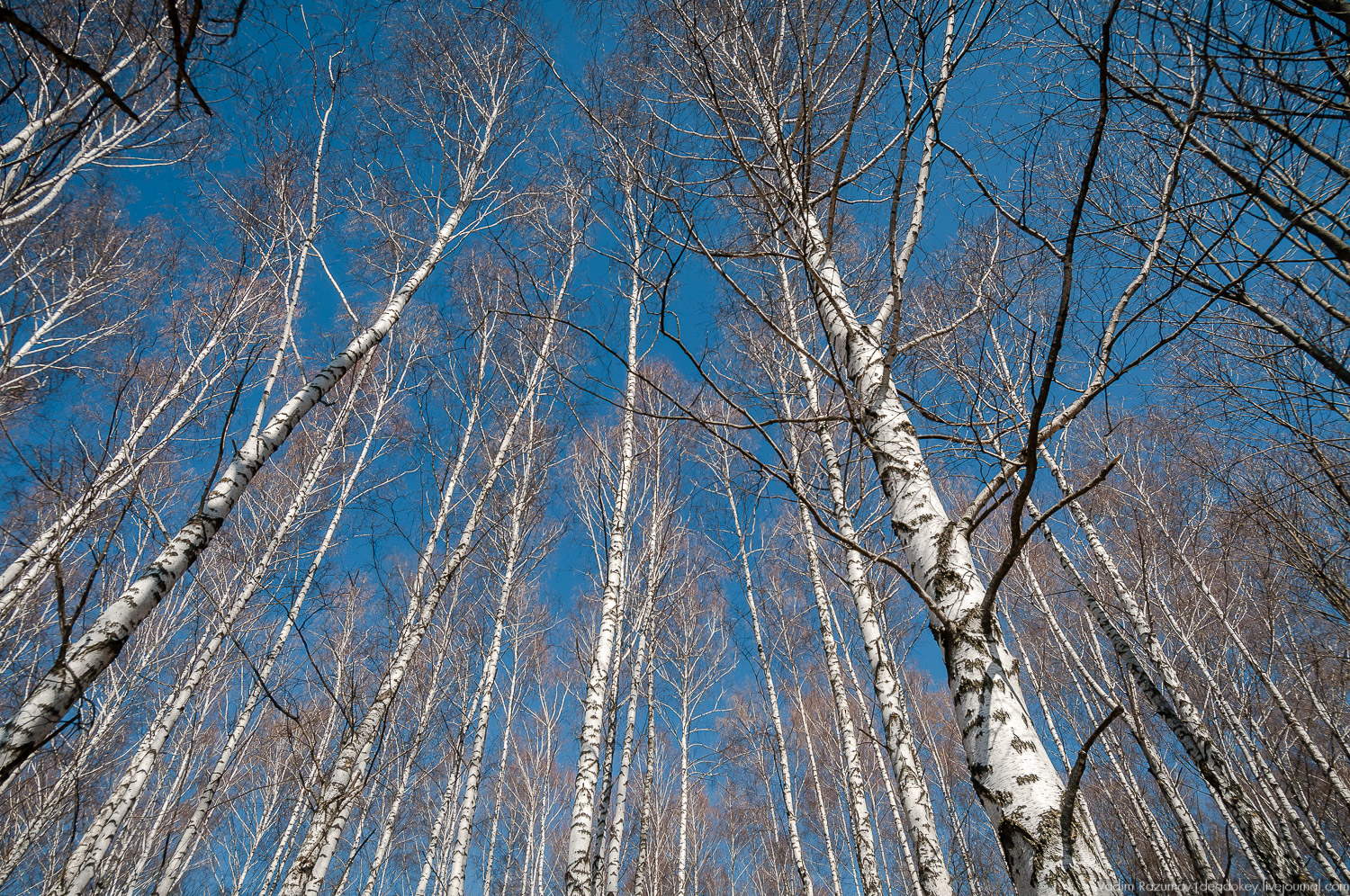 Богородицк, Церерина роща