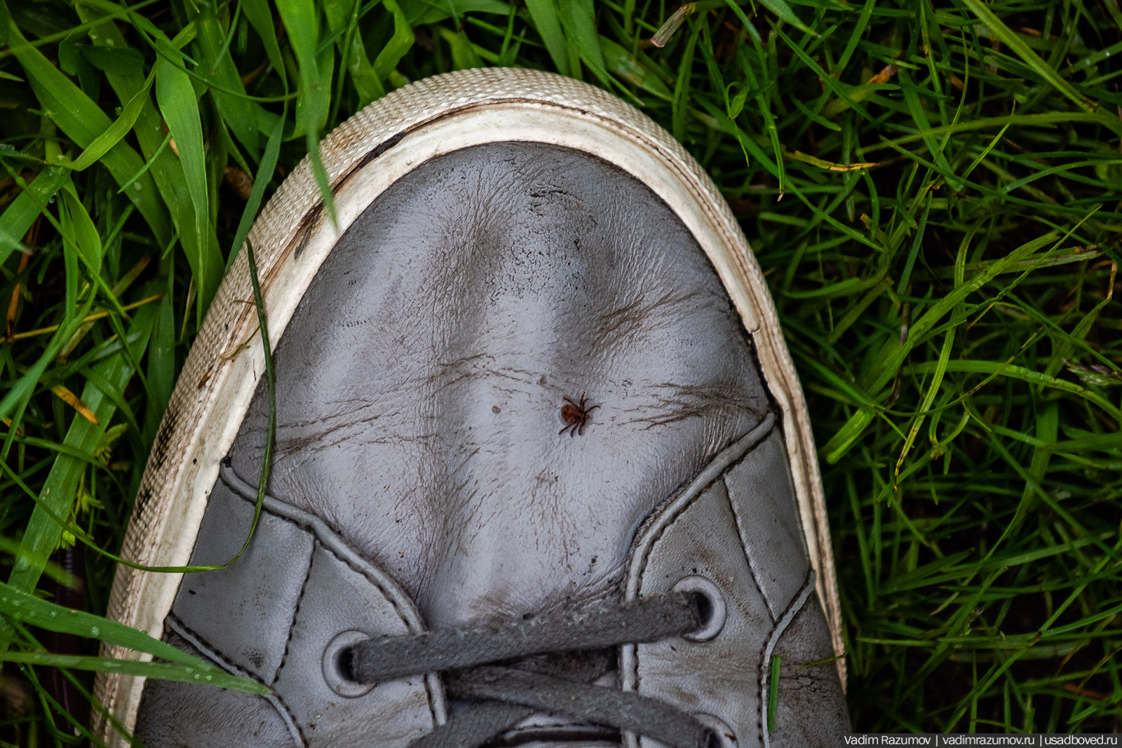 Архангельские Борки, Липецкая область, Липецкий район. Церковь Дмитрия Солунского