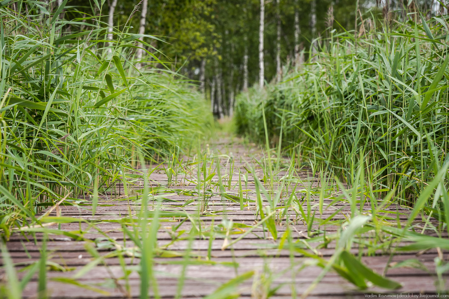 Лосиный остров