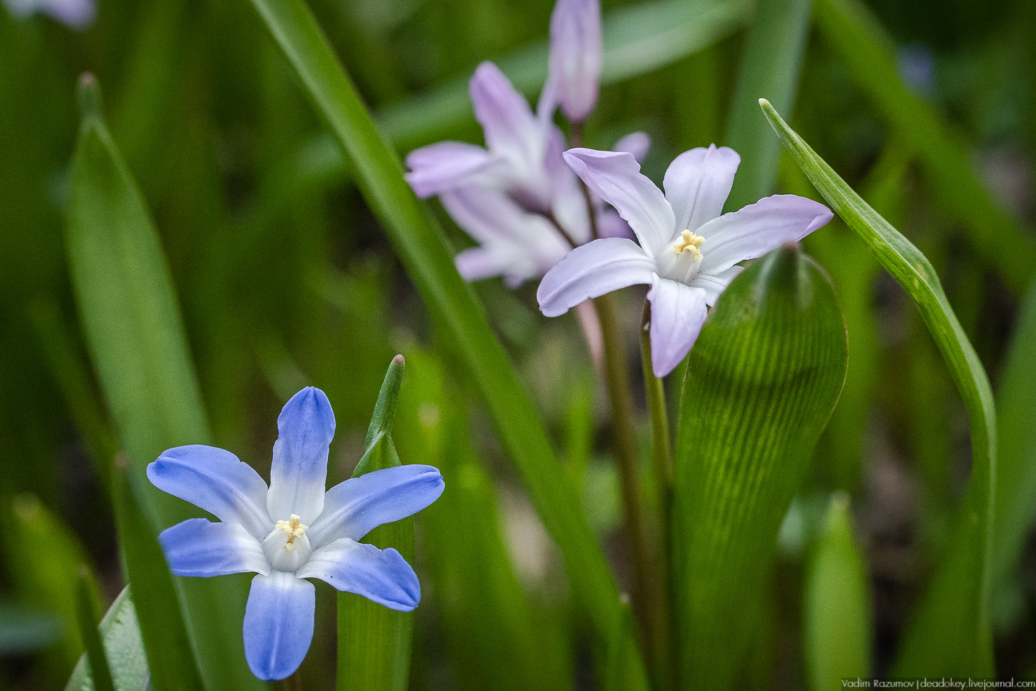 Продснежники в Аптекарском огороде