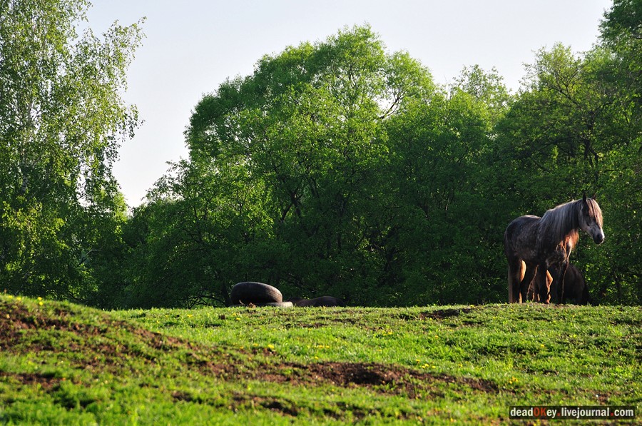 усадьба Прохорово
