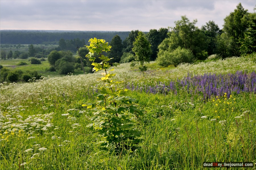 усадьба Кудрявцево