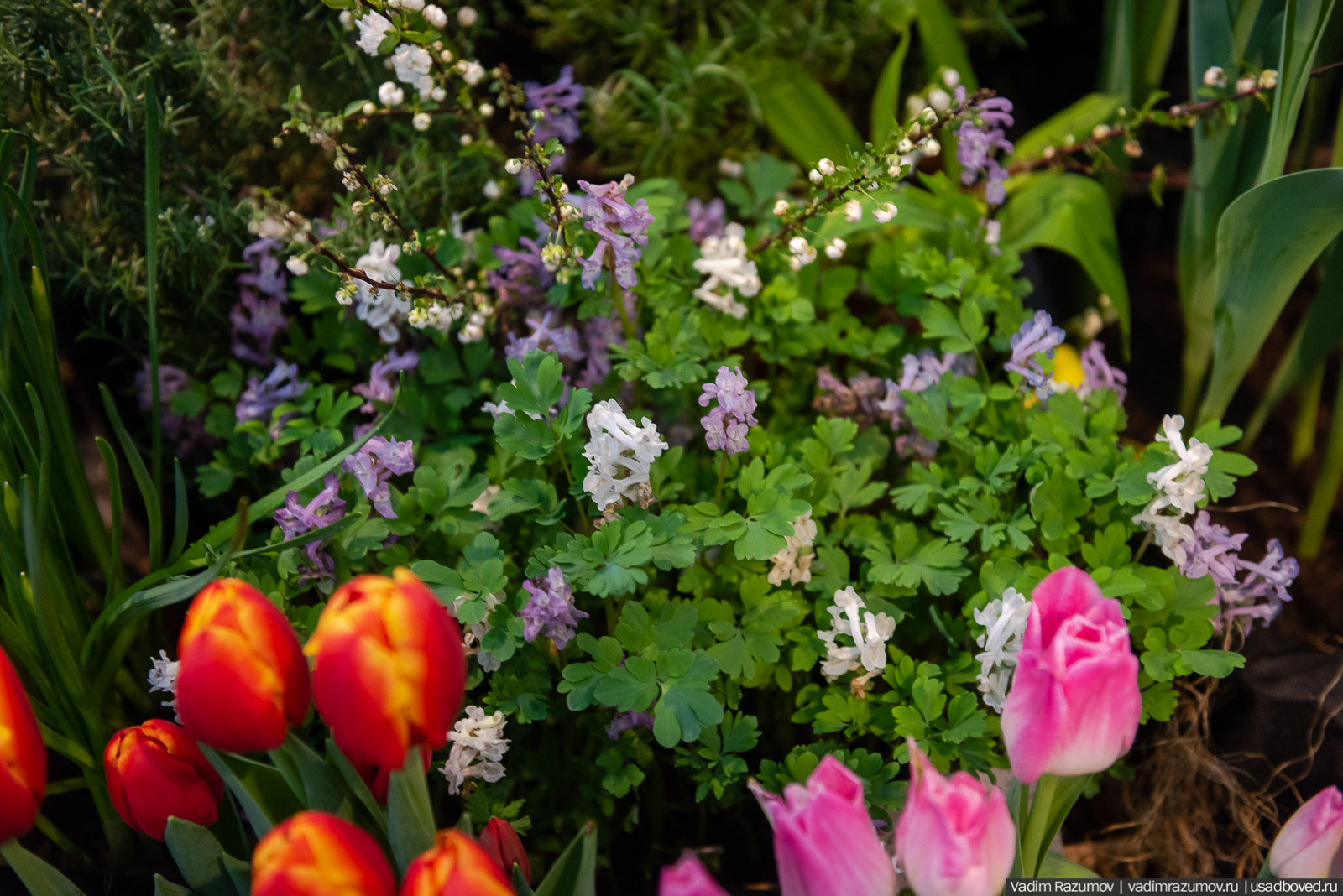 Аптекарский огород, Репетиция весны 2021, цветы, 8 Марта