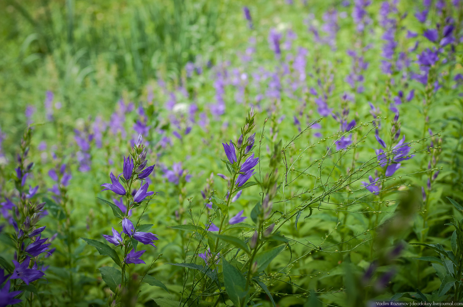 Цветы в усадьбах, поздравление с 8 марта
