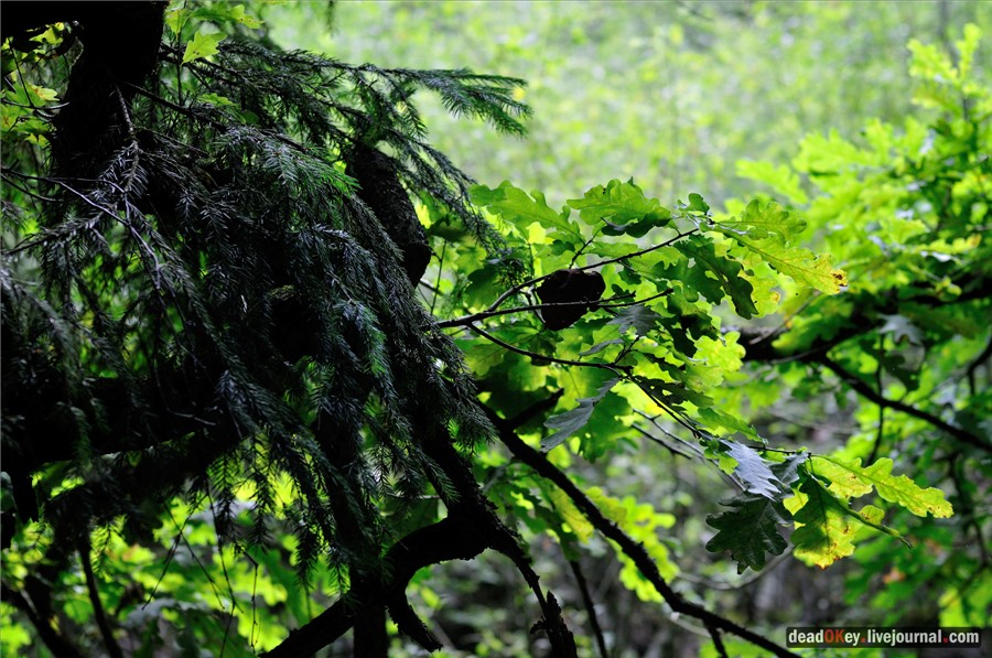 усадьба Алмазово