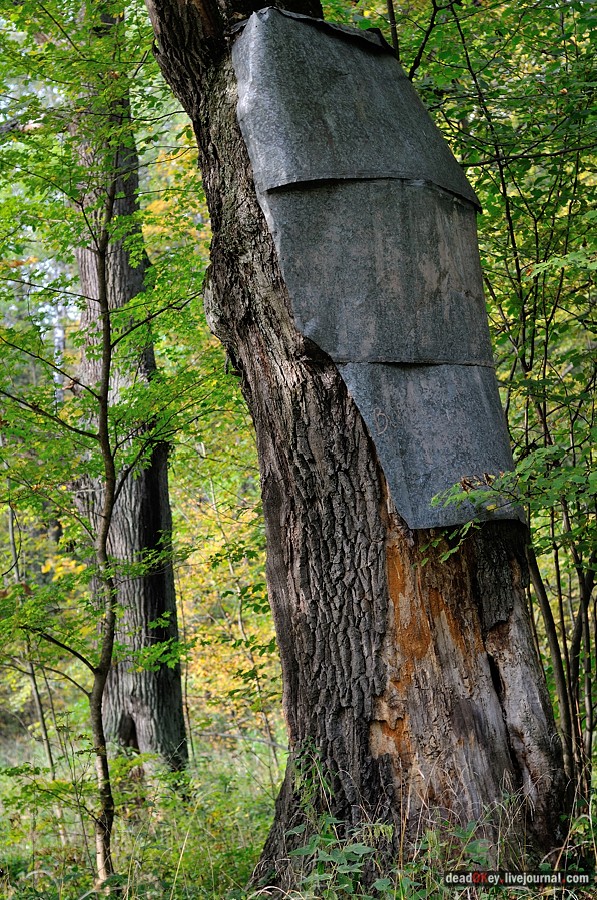 усадьба Ясная Поляна