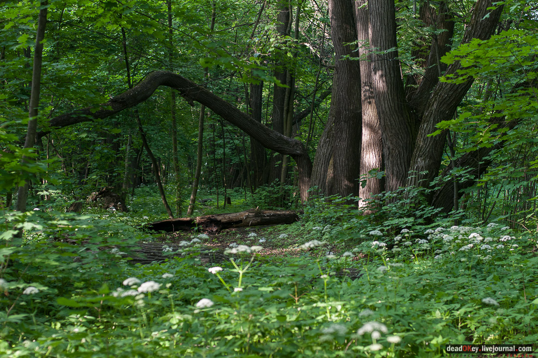 Усадьба Богородское-Кишкино