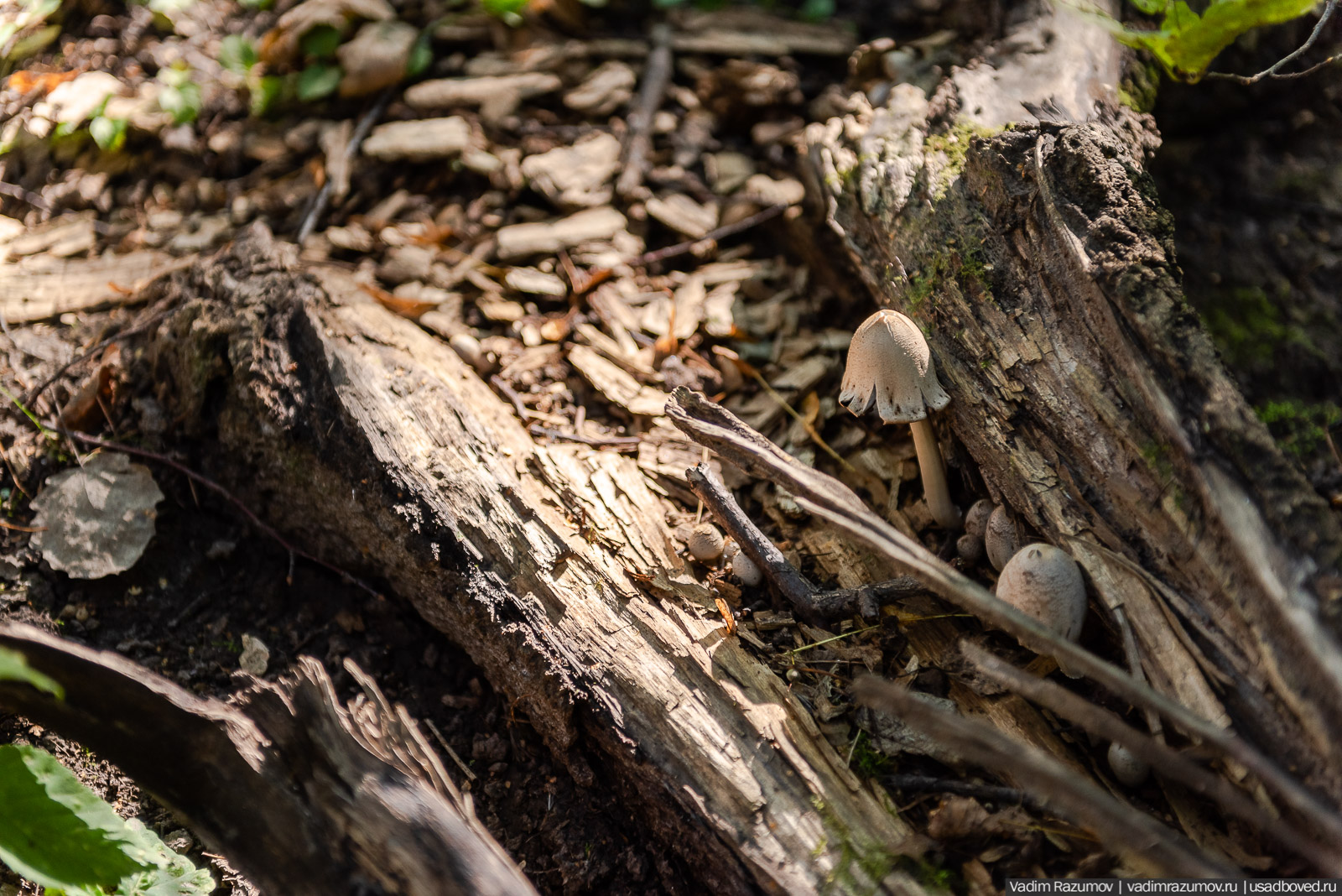 Усадьба Заболотье, парк, курганы, Долгопрудный, Москва
