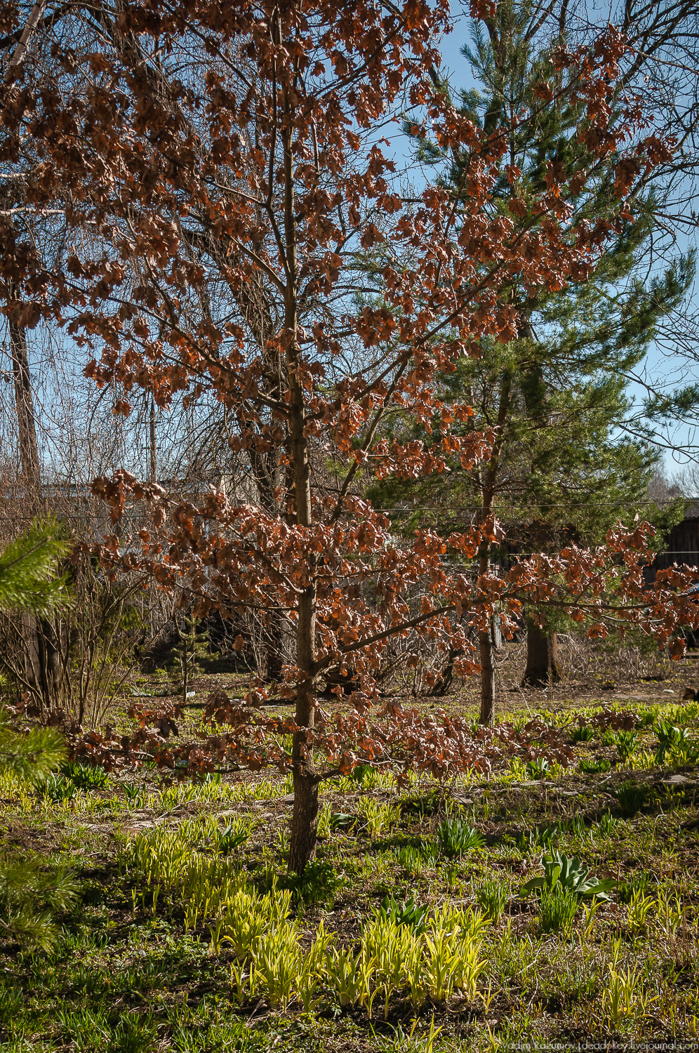 Богородицк, сады горожан