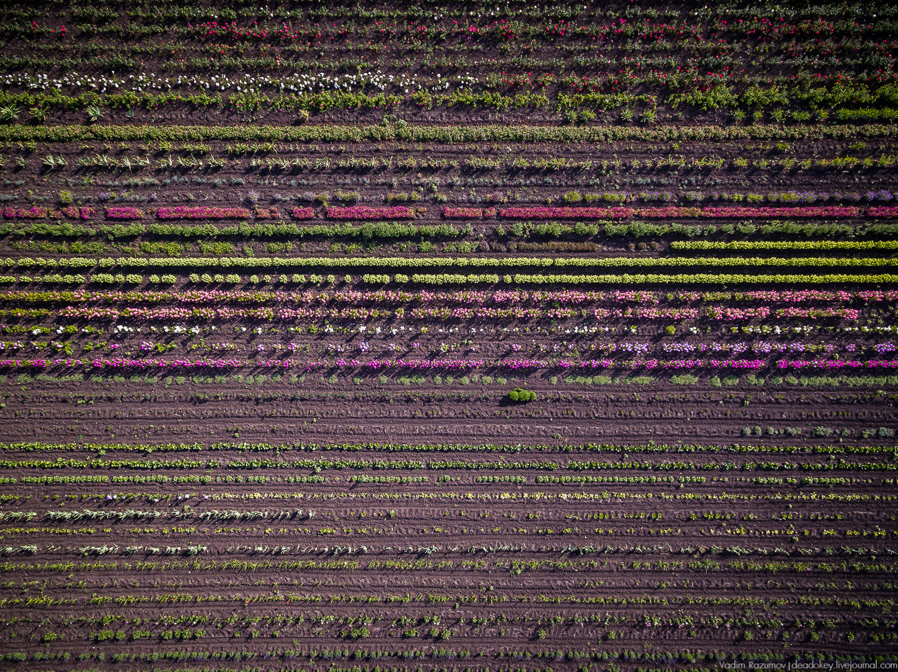 Вадим Разумов. Фотографии с дрона, лето 2017
