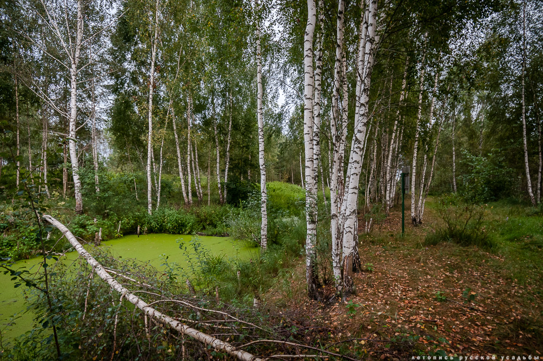 Экоэлектричка на родину журавлей в Талдомский район