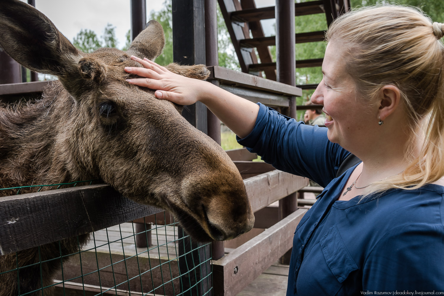 Лосиный остров
