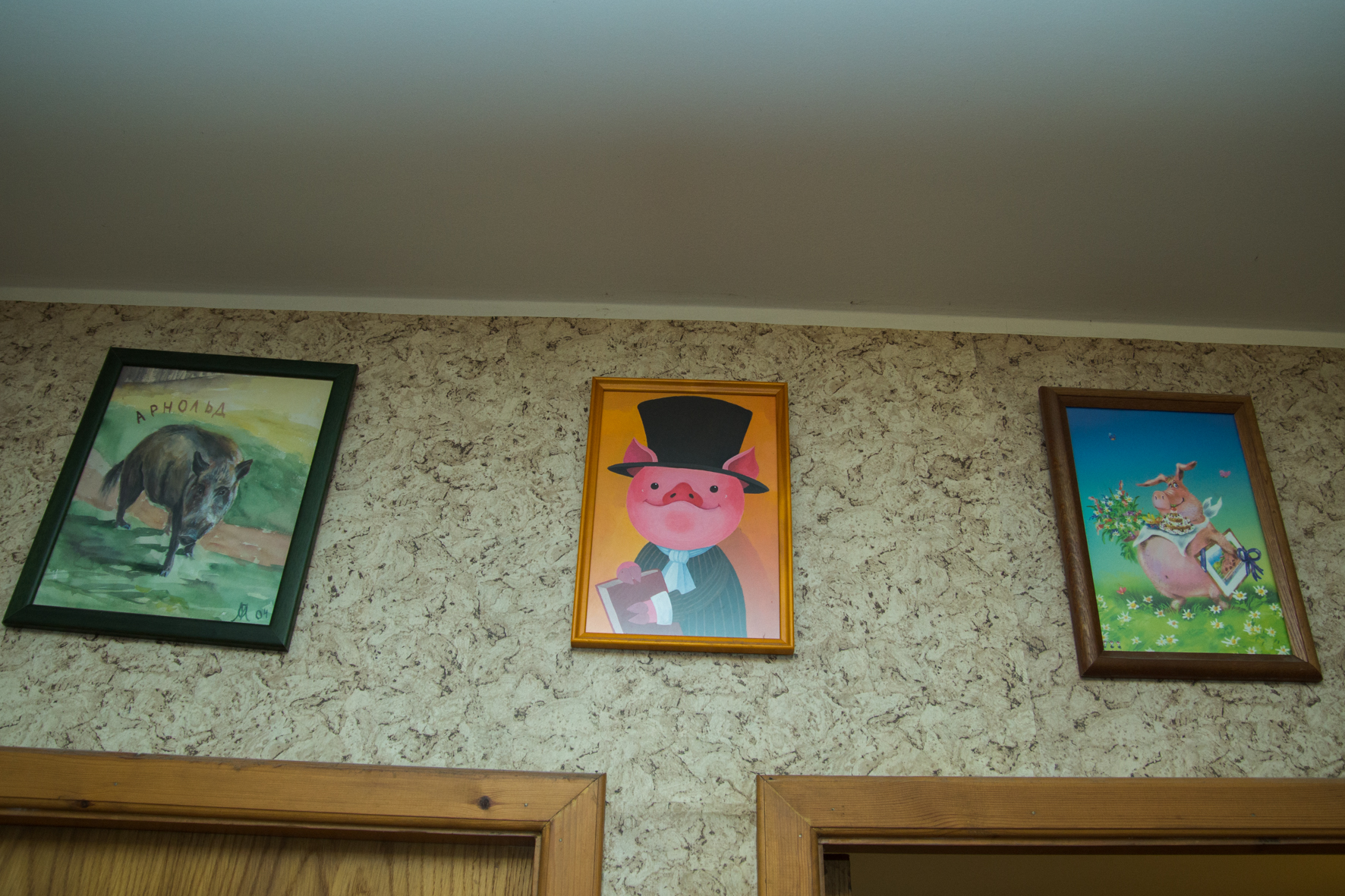 Свиньи, музей свиней