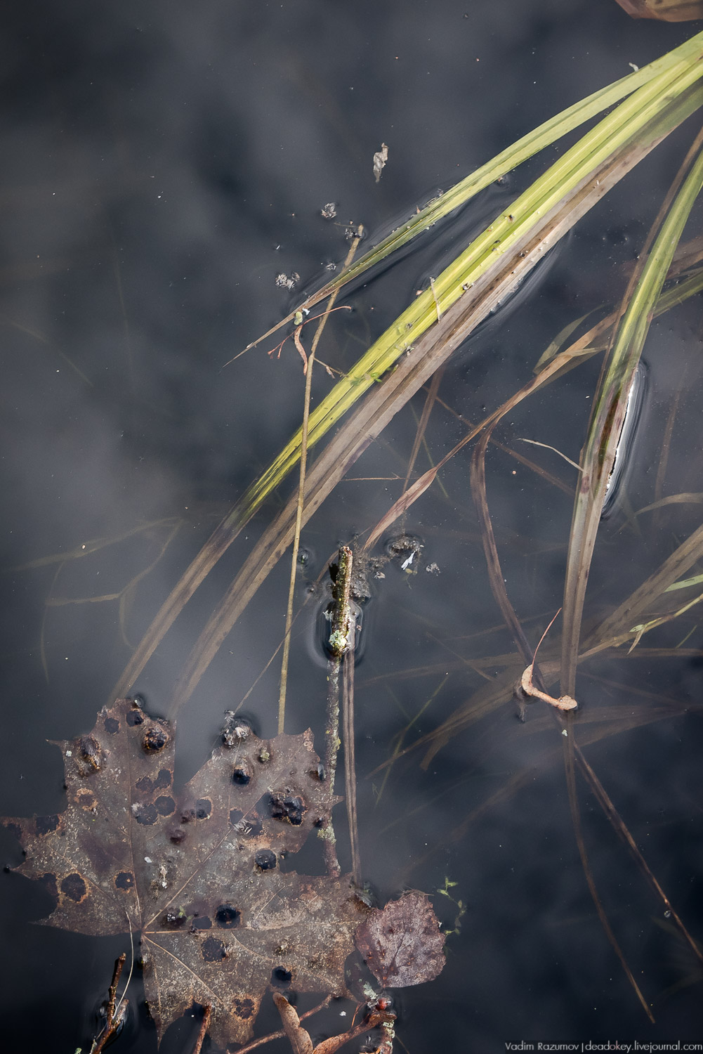 усадьба Домотканово, весна 2018 год