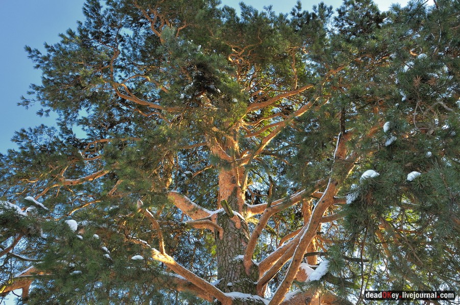 усадьба Полтево