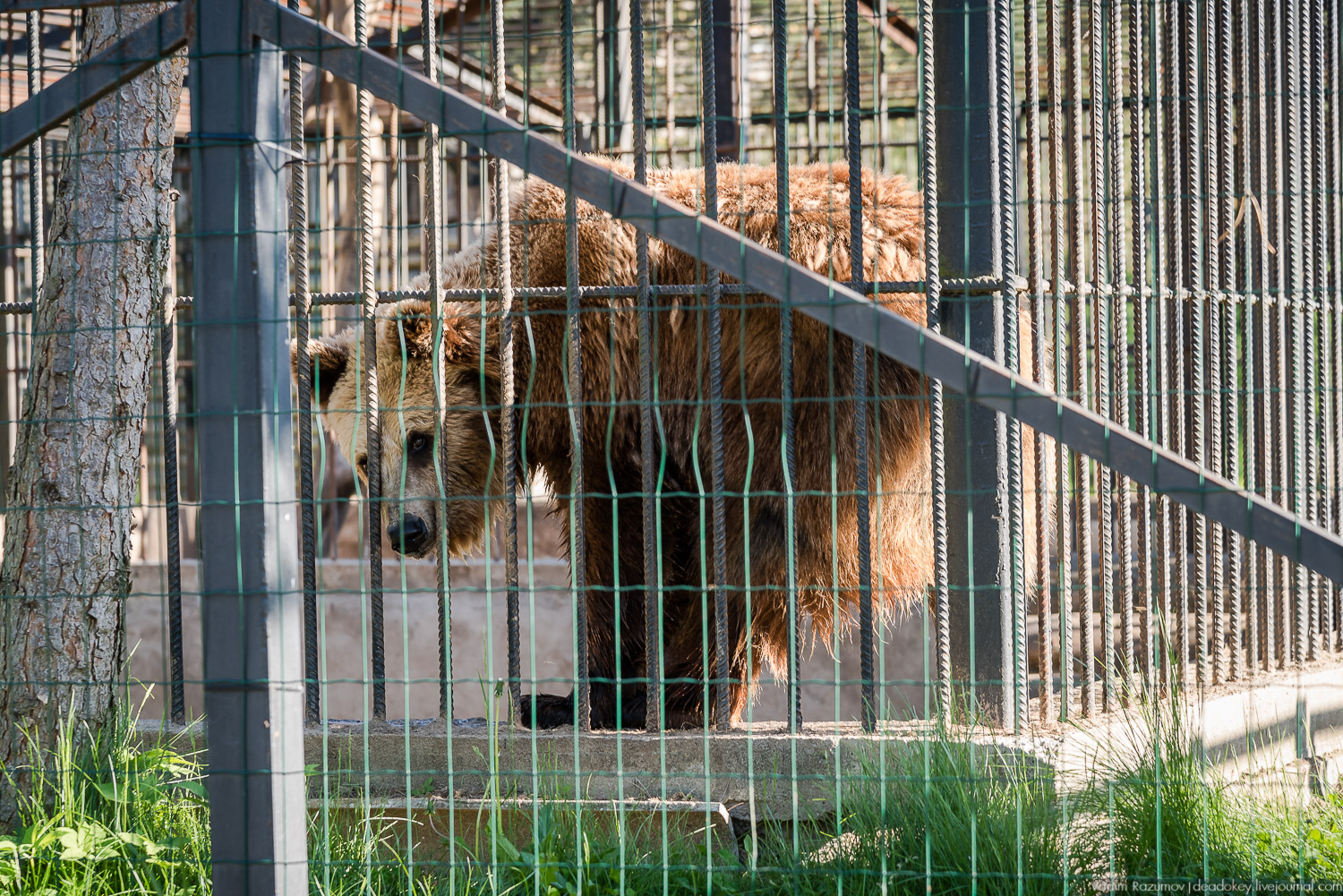 Экоэлектричка. Совиный фестиваль