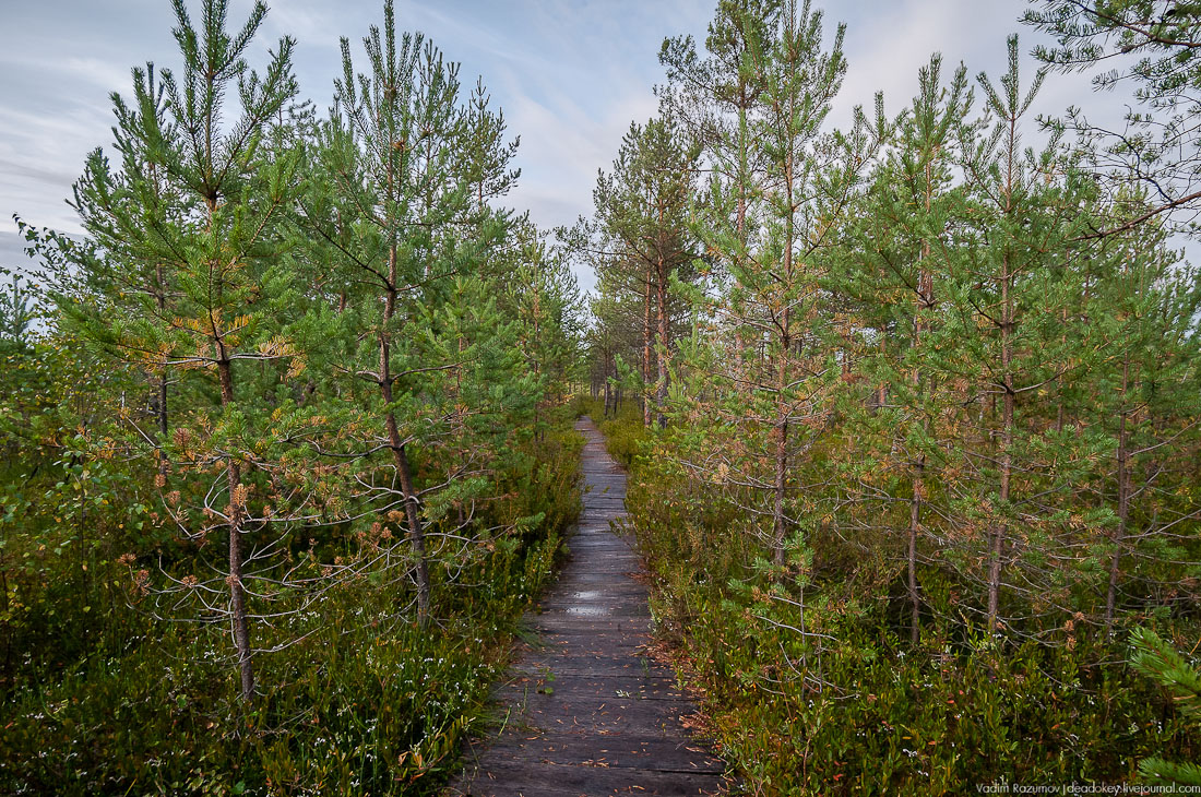 Экоэлектричка. В Талдом на Cовиный ФЕСТ!