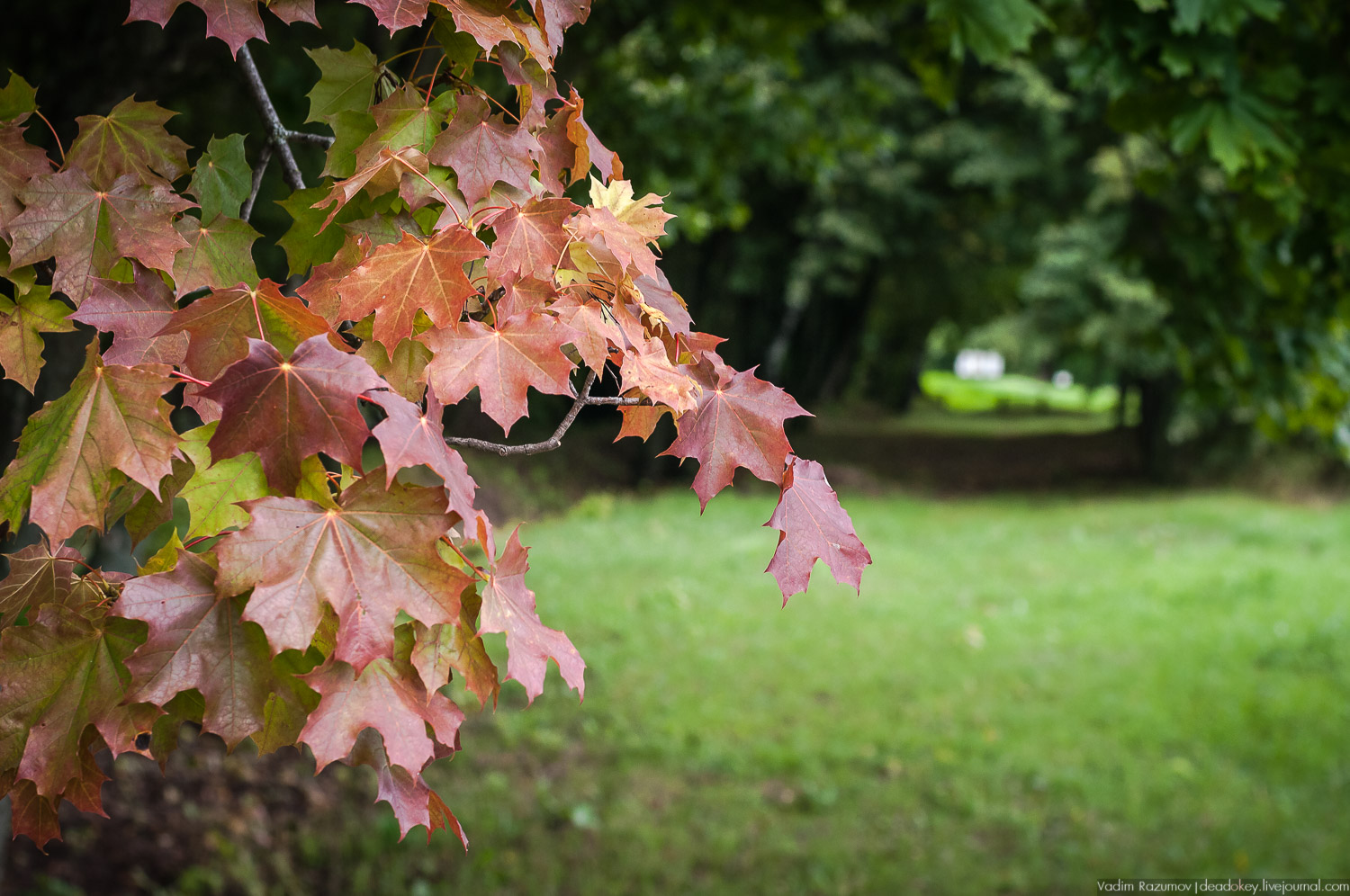 усадьба Даровое, Зарайский район, Ф.М. Достоевский