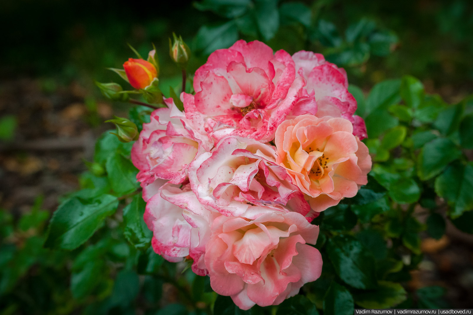 усадьба Марьино Строгановых, розарий, розы, сад