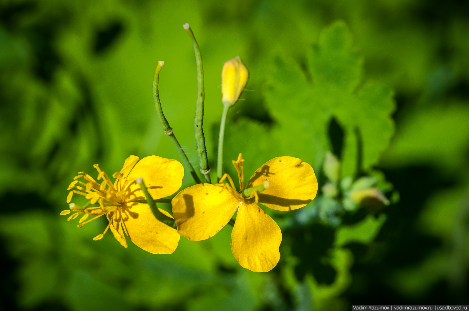 усадьба Дворяниново, Андрей Тимофеевич Болотов, Тульская область