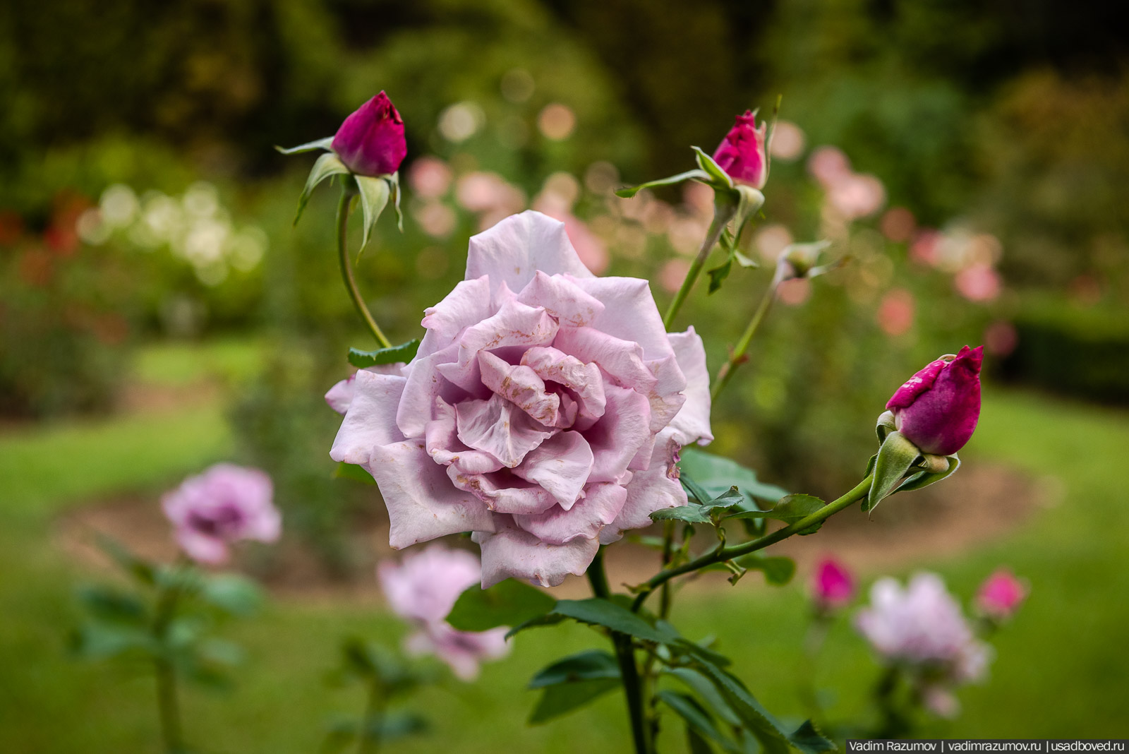 Никитский ботанический сад